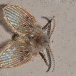 Are Drain Flies Harmful