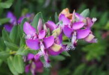 Flowers that propagate on trees are often known as arboreal flowers Flowers