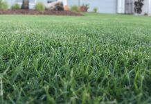 All You Need To Know About DNA Certified Turf DNA certified