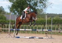What Are Jump Poles For Horses? Jump Poles