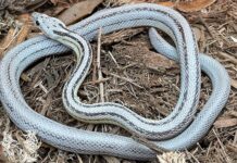 Can You Keep A Corn Snake As A Pet? Corn Snake