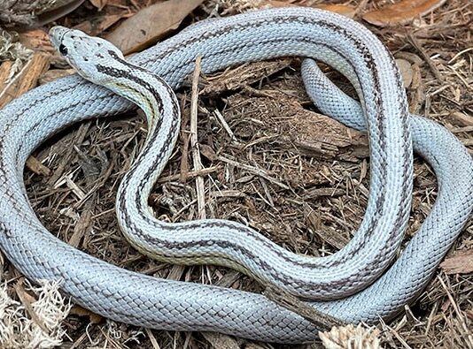 Can You Keep A Corn Snake As A Pet? Corn Snake
