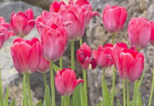 Top 9 Rarest Flowers That Are Good For Gifting Flowers