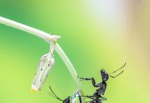 ANTS THAT EAT WOOD, EXAMPLES, SYMPTOMS, HOW THEY HARM WOOD, AND METHODS TO GET RID OF THEM ants that eat wood