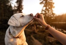 Exploring the Different Kinds of Pet Dogs in Ocoee, FL Pet Dogs