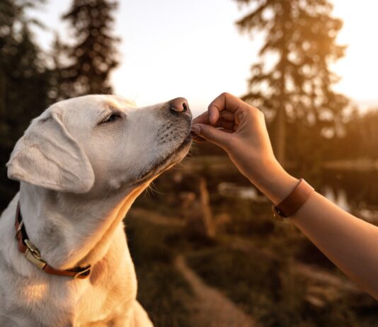 Exploring the Different Kinds of Pet Dogs in Ocoee, FL Pet Dogs
