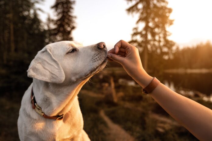 Pet Dogs