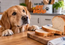 Can Dogs Eat Bread: The Ultimate Guide to Safe Types, Hidden Risks, Pro Tips, and More Can Dogs Eat Bread